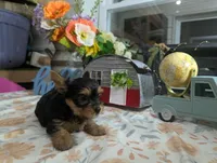Xyla, a female Yorkshire Terrier for sale in Loogootee, IN – 5 of 10