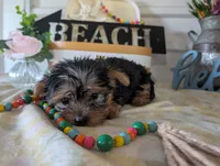 Brooks, a male Yorkshire Terrier for sale in Loogootee, IN – 4 of 10