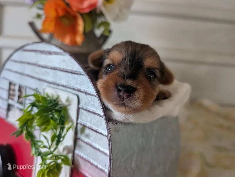Xena – Yorkshire Terrier puppy for sale in Loogootee, IN
