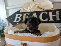 Paxton, a male Yorkshire Terrier for sale in Loogootee, IN – 6 of 10