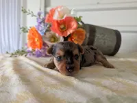 Xena, a female Yorkshire Terrier for sale in Loogootee, IN – 2 of 10