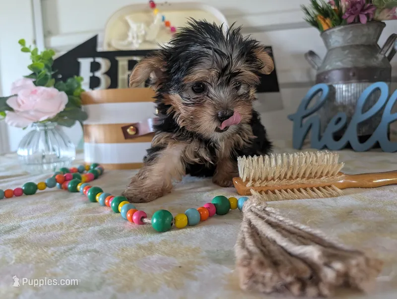 Brooks – Yorkshire Terrier puppy for sale in Loogootee, IN