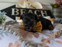 Paxton, a male Yorkshire Terrier for sale in Loogootee, IN – 8 of 10