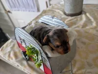 Xena, a female Yorkshire Terrier for sale in Loogootee, IN – 8 of 10