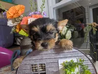 Xyla, a female Yorkshire Terrier for sale in Loogootee, IN – 2 of 10