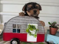 Brooks, a male Yorkshire Terrier for sale in Loogootee, IN – 5 of 10