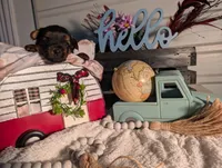 Luke, a male Yorkshire Terrier for sale in Loogootee, IN – Photo 10 of 10