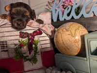 Luke, a male Yorkshire Terrier for sale in Loogootee, IN – Photo 8 of 10