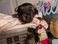 Luke, a male Yorkshire Terrier for sale in Loogootee, IN – Photo 1 of 10