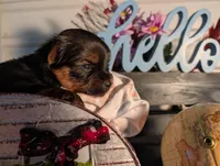 Luke, a male Yorkshire Terrier for sale in Loogootee, IN – Photo 2 of 10