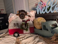 Luke, a male Yorkshire Terrier for sale in Loogootee, IN – Photo 7 of 10