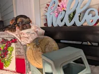 Luke, a male Yorkshire Terrier for sale in Loogootee, IN – Photo 3 of 10