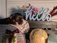 Luke, a male Yorkshire Terrier for sale in Loogootee, IN – Photo 4 of 10