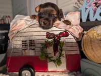 Luke, a male Yorkshire Terrier for sale in Loogootee, IN – Photo 5 of 10