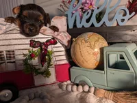 Luke, a male Yorkshire Terrier for sale in Loogootee, IN – Photo 9 of 10