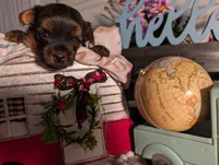 Luke, a male Yorkshire Terrier for sale in Loogootee, IN – Photo 6 of 10