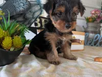 Cooper, a male Yorkshire Terrier for sale in Loogootee, IN – 6 of 10