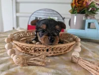 Cane, a male Yorkshire Terrier for sale in Loogootee, IN – 4 of 10
