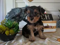 Cooper, a male Yorkshire Terrier for sale in Loogootee, IN – 8 of 10