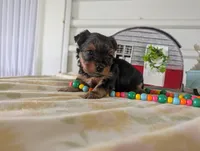 Cora, a female Yorkshire Terrier for sale in Loogootee, IN – 3 of 10