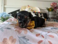 Paxton, a male Yorkshire Terrier for sale in Loogootee, IN – 10 of 10