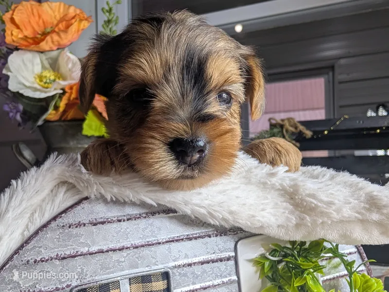 Xyla – Yorkshire Terrier puppy for sale in Loogootee, IN
