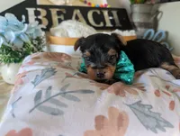 Preston, a male Yorkshire Terrier for sale in Loogootee, IN – 2 of 9