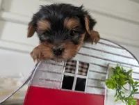 Brooks, a male Yorkshire Terrier for sale in Loogootee, IN – 6 of 10