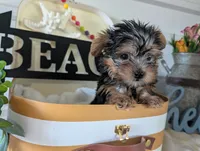 Brooks, a male Yorkshire Terrier for sale in Loogootee, IN – 9 of 10