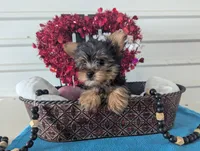 Snowball, a male Yorkshire Terrier for sale in Loogootee, IN – Photo 7 of 9