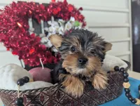 Snowball, a male Yorkshire Terrier for sale in Loogootee, IN – Photo 5 of 9