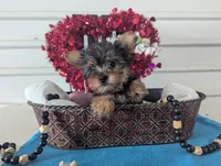 Snowball, a male Yorkshire Terrier for sale in Loogootee, IN – Photo 1 of 9