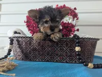 Snowball, a male Yorkshire Terrier for sale in Loogootee, IN – Photo 4 of 9