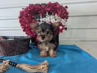 Snowball, a male Yorkshire Terrier for sale in Loogootee, IN – Photo 2 of 9