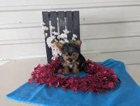 Snowball, a male Yorkshire Terrier for sale in Loogootee, IN – Photo 9 of 9