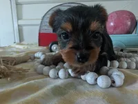 Chloe, a female Yorkshire Terrier for sale in Loogootee, IN – 5 of 10