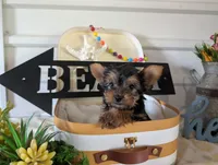 Buckley, a male Yorkshire Terrier for sale in Loogootee, IN – 3 of 9