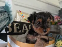 Cooper, a male Yorkshire Terrier for sale in Loogootee, IN – 4 of 10