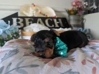 Preston, a male Yorkshire Terrier for sale in Loogootee, IN – 6 of 9