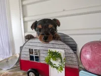 Chloe, a female Yorkshire Terrier for sale in Loogootee, IN – 6 of 10