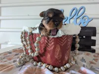 Banjo, a male Yorkshire Terrier for sale in Loogootee, IN – Photo 5 of 10