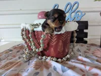 Banjo, a male Yorkshire Terrier for sale in Loogootee, IN – Photo 8 of 10