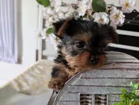 Banjo, a male Yorkshire Terrier for sale in Loogootee, IN – Photo 6 of 10