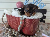 Banjo, a male Yorkshire Terrier for sale in Loogootee, IN – Photo 1 of 10