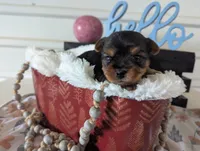 Banjo, a male Yorkshire Terrier for sale in Loogootee, IN – Photo 4 of 10