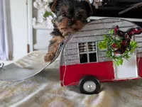Banjo, a male Yorkshire Terrier for sale in Loogootee, IN – Photo 7 of 10