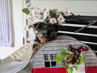 Banjo, a male Yorkshire Terrier for sale in Loogootee, IN – Photo 4 of 10