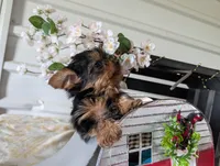Banjo, a male Yorkshire Terrier for sale in Loogootee, IN – Photo 10 of 10