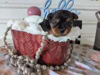 Banjo, a male Yorkshire Terrier for sale in Loogootee, IN – Photo 9 of 10