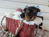 Banjo, a male Yorkshire Terrier for sale in Loogootee, IN – Photo 7 of 10